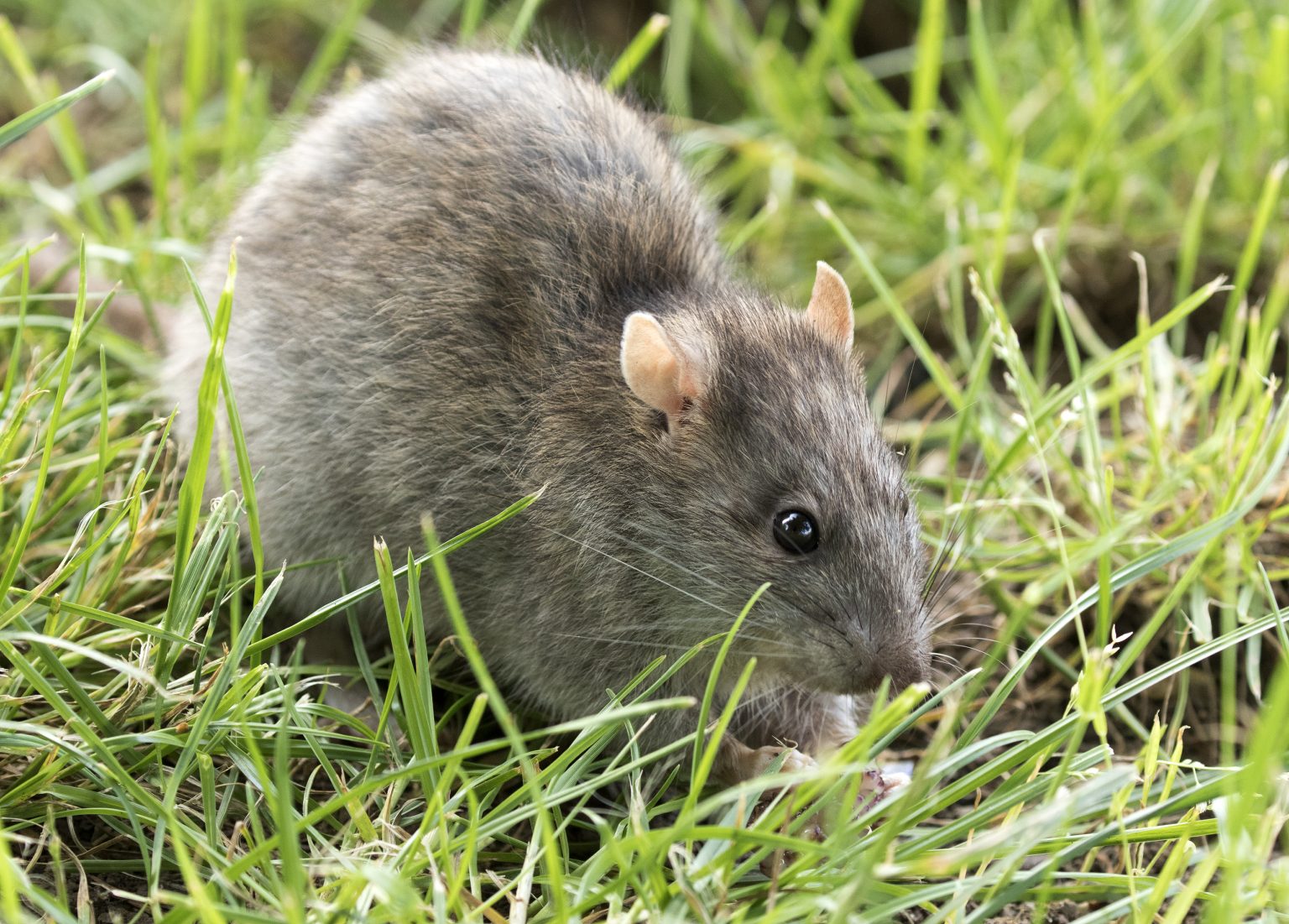 Rat Shot Yay or Nay For Self Defense | CrossBreed Blog